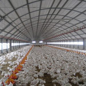 فنس-کشی-مرغداری