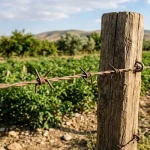 سیم-خاردار-برای-دور-باغ